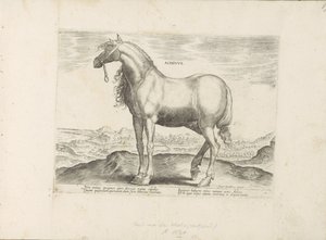 Paard envió a Griekenland Achivus (título sobre objeto) Paardenrassen uit de Koninklijke stallen van Don Juan van Oostenrijk (título de la serie) Un caballo, en el que se encuentra el más noble de todos los tipos: un personaje distinguido de caballos de va