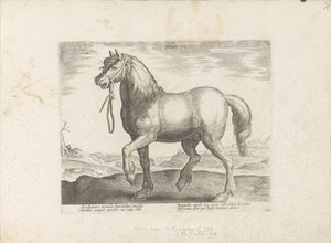 Paard Gulik (Juliacus) Juliacus (título sobre objeto) Paardenrassen uit de Koninklijke stallen van Don Juan van Oostenrijk (título de la serie) Un establo, en el que se encuentra el más noble de todos los tipos: un personaje distinguido de caballos de vari