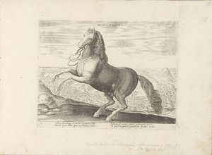 Paard envió Nápoles Napolitano (título sobre objeto) Paardenrassen uit de Koninklijke stallen van Don Juan van Oostenrijk (título de la serie) Un caballo, en el que se encuentra el más noble de todos los tipos: un personaje distinguido de caballos de varia de Anonymous
