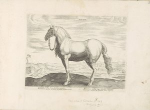 Paard envió Noord-Italië Insuber (título sobre el objeto) Paardenrassen uit de Koninklijke stallen van Don Juan van Oostenrijk (título de la serie) Un establo, en el que es el más noble de todos los tipos: un personaje distinguido de caballos de diversas p