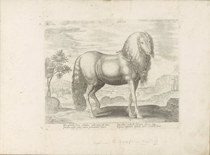 Paard envió a Roemenië (Dacus) Dacus (título sobre objeto) Paardenrassen uit de Koninklijke stallen van Don Juan van Oostenrijk (título de la serie) Un caballo, en el que se encuentra el más noble de todos los tipos: un personaje distinguido de caballos de