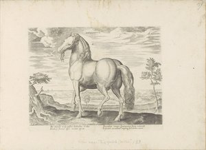 Paard envió a Cerdeña Sardonicus (título sobre el objeto) Paardenrassen uit de Koninklijke stallen van Don Juan van Oostenrijk (título de la serie) Un caballo, en el que se encuentra el más noble de todos los tipos: un personaje distinguido de caballos de 