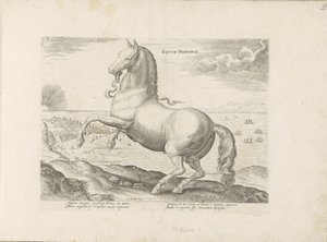 Paard envió Spanje Caballo español (título sobre objeto) Paardenrassen uit de Koninklijke stallen van Don Juan van Oostenrijk (título de la serie) Un caballo, en el que se encuentra el más noble de todos los tipos: un personaje distinguido de caballos de v de Anonymous