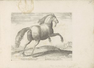 Paard envió Spanje Español (título sobre objeto) Paardenrassen uit de Koninklijke stallen van Don Juan van Oostenrijk (título de la serie) Un caballo, en el que se encuentra el más noble de todos los tipos: un carácter distinguido de caballos seleccionados