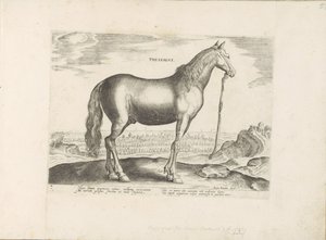 Paard envió Thessalië Thessalus (título sobre el objeto) Paardenrassen uit de Koninklijke stallen van Don Juan van Oostenrijk (título de la serie) Un caballo, en el que se encuentra el más noble de todos los tipos: un personaje distinguido de caballos de v de Anonymous