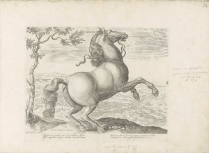 Paard envió a Toscana Toscana (título sobre el objeto) Un caballo, en el que se encuentra el más noble de todos los tipos: un personaje distinguido de caballos de varias partes del mundo seleccionados (...) (título de la serie sobre el objeto) de Anonymous