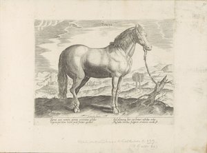 Paard envió a Turkije (título en el objeto) Paardenrassen uit de Koninklijke stallen van Don Juan van Oostenrijk (título de la serie) Un caballo, en el que se encuentra el más noble de todos los tipos: un personaje distinguido de caballos de varias partes 