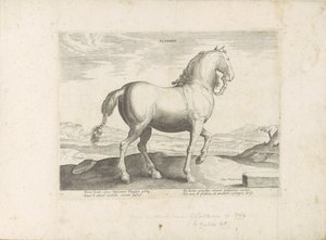 Paard envió a Vlaanderen Flandes (título sobre objeto) Paardenrassen uit de Koninklijke stallen van Don Juan van Oostenrijk (título de la serie) Un caballo, en el que se encuentra el más noble de todos los tipos: un personaje distinguido de caballos de var