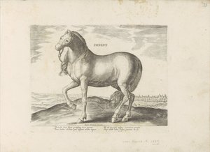 Paard de Sicilia Siciliano (título sobre objeto) Paardenrassen uit de Koninklijke stallen van Don Juan van Oostenrijk (título de la serie) Un caballo, en el que se encuentra el más noble de todos los tipos: un carácter distinguido de caballos seleccionados