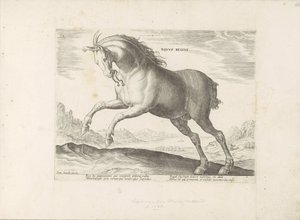 Paard van het ras Equus Regius (de Koninklijke) El caballo real (título sobre el objeto) Paardenrassen uit de Koninklijke stallen van Don Juan van Oostenrijk (título de la serie) Un establo, en el que se encuentra el más noble de todos los tipos: distingui