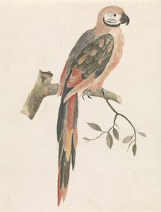 loro en una rama
