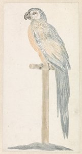loro en un palo