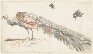 Pavo real y dos moscas