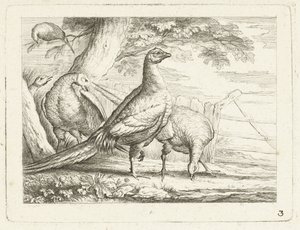 picoteando pollos Aves nativas (título de la serie)