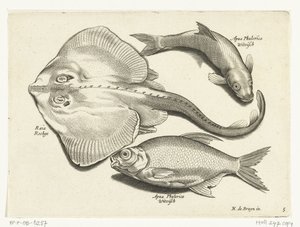 Raya, dorada y pescado blanco Libelivs miscelánea Genera piscium complectens (título de la serie) Peces de agua dulce, peces marinos, ranas, crustáceos y criaturas marinas (título de la serie) de Anonymous