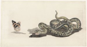 serpiente con una mariposa de Anonymous