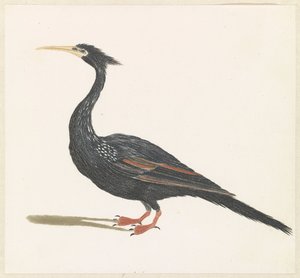 Slangenhalsvögel de Anonymous