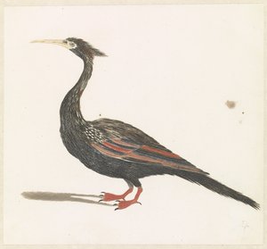 Slangenhalsvögel de Anonymous
