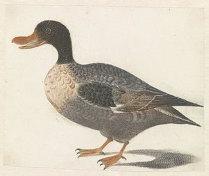 Pato de pie a la izquierda de Anonymous