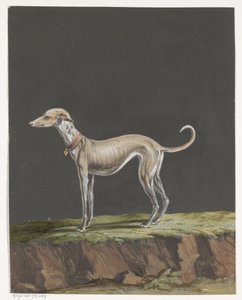 Galgo de pie a la izquierda de Anonymous