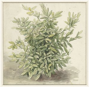 Estudio de un arbusto de laurel
