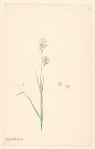 Rama de Ixia olystachya con detalles del pistilo y la flor de Anonymous