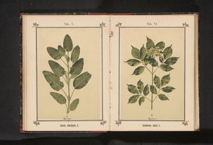 Rama de un verdadero sabio
Salvia officinalis. L. (título en el objeto)