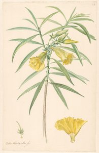 Rama de una flor amarilla (tipo de lirio) con detalles de pistilo y flor de Anonymous