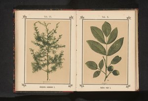 Rama de un enebro
Juniperus communis L. (título del objeto)