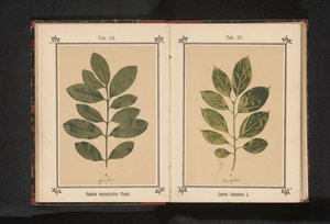 Rama de un alcanforero
Laurus camphora L. (título del objeto)
