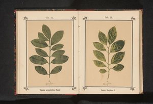 Rama de un árbol de clavo
Eugenia caryophyllata Thunb. (título del objeto)