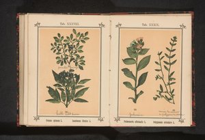 Rama de un espino negro y una baya de saúco
Prunus spinosa L. Sumbucus Ebulus L. (título del objeto)