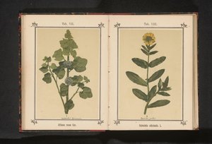 Rama de una malvarrosa
Althaea rosea Cav. (título en el objeto)