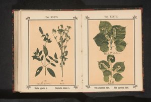 Rama de tilo de hoja grande y rama de tilo de hoja grande
Tilia grandifolia Ehrh. Tilia parvifolia Ehrh. (título en el objeto)