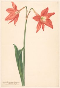 Rama de amarilis roja de Anonymous