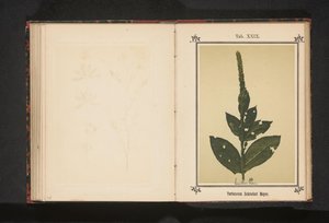 Toorts
Verbascum Schraderi Meyer (título en el objeto)