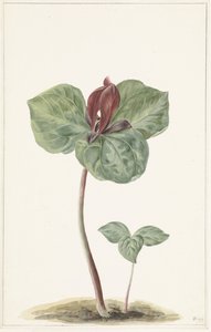 Trillium de Anonymous