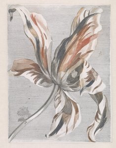 Tulipán
