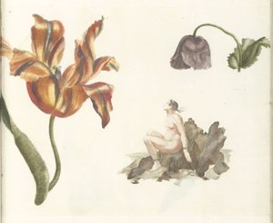 Tulipán, amapola y Andrómeda de Anonymous