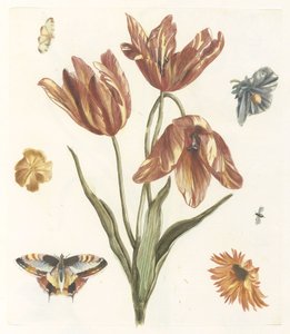 Tulipanes, otras flores, mariposas y una mosca