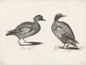 dos patos