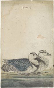 Dos patos de Anonymous