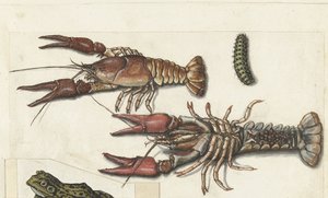 Twee langoustines en een rups
Cangrejos (título del objeto)
Álbum lombardo (título de la serie) de Anonymous