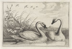 dos cisnes Especies de Diversae avium (título de la serie) Aves diferentes (título de la serie) de Anonymous