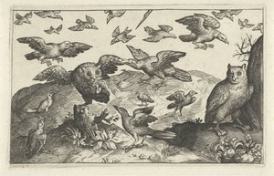 Búho con presa depredada por otras aves Pájaros e insectos (título de la serie)