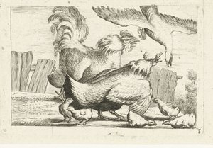 Halcón ataca grupo de gallinas con pollitos Aves nativas (título de la serie)