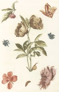 Varias flores y una oruga