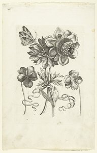 Cuatro flores, incluidas dos violetas. Novae Florum Icones (título de la serie) de Anonymous