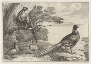 cuatro pájaros Especies de Diversae avium (título de la serie) Aves diferentes (título de la serie) de Anonymous