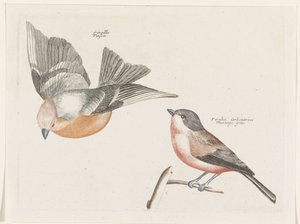 Finch y carbonero gris de Anonymous